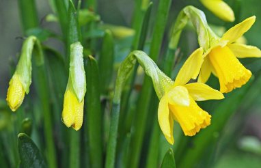 Dwarf daffodils