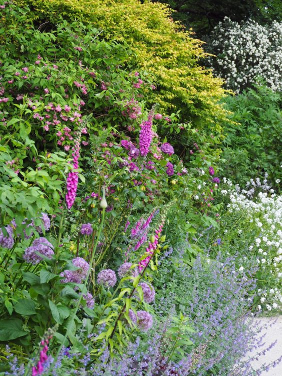 Tall plants in the purple border