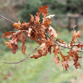 Sessile oak leaves