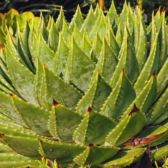 Spiral aloe / Aloe polyphylla