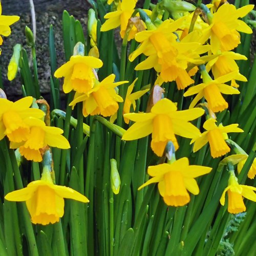 daffs (4) – Cornwall in Colours