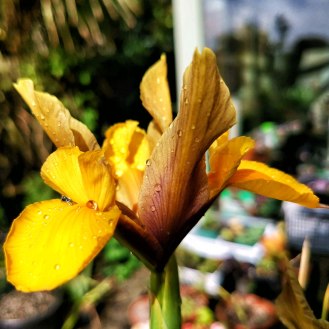 Dutch iris (1)