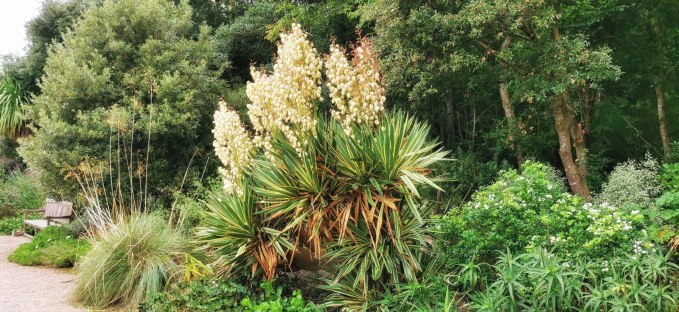 Yucca gloriosa variegata (Adam's Needle)