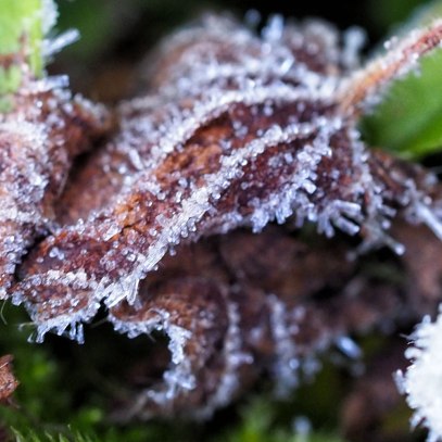 frost (9)