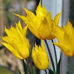 tulip (4)
